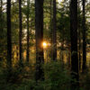 Sunlight filtering through tall trees in a peaceful forest at sunset